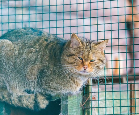 European wildcat portrait. Wildcat photographed in animal parkの写真素材