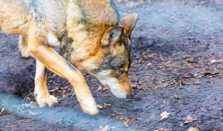European grey wolves photographed in animal park.の写真素材