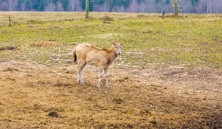 David's Deer (Elaphurus davidianus) photographed in animal parkの写真素材