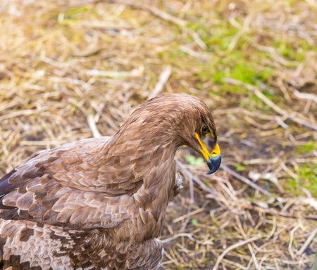 Portrait of steppe eagle standing on ground. Big bird portraitの写真素材