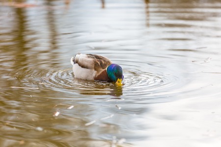 Mallard ducks photographed in city park. Wild ducks living near water.の写真素材