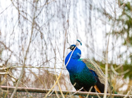 Beautiful peacock portrait. Big colorful bird in natureの写真素材