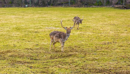 Fallow-deer photographed in animal park. Wild european deer.の写真素材