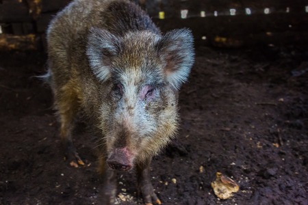 Boar portrait. Face of wild european boar in close up.の写真素材