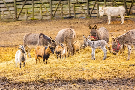 Herd of animals standing on pasture. Donkeys, goats and deers photographed in animal park.の写真素材