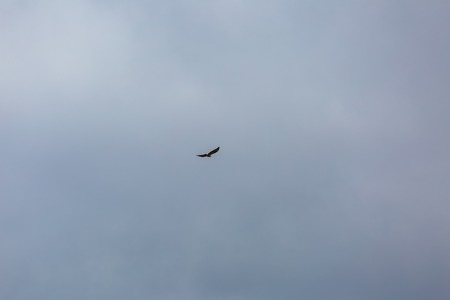 Hawk flying on cloudy sky background. Bird photographed from distant.