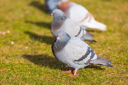 Pigeons in city park photographed in warm light. Wild birds living in city.の写真素材
