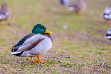 Mallard ducks photographed in city park. Wild ducks living near water.の写真素材