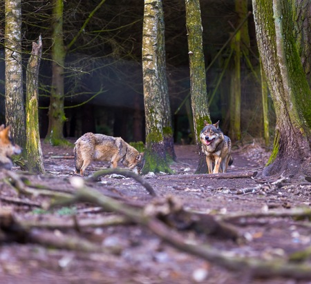 Gray wolf photographed in animal park. Wild wolf