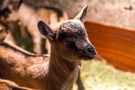 Baby goats photographed 2 days after born.の写真素材