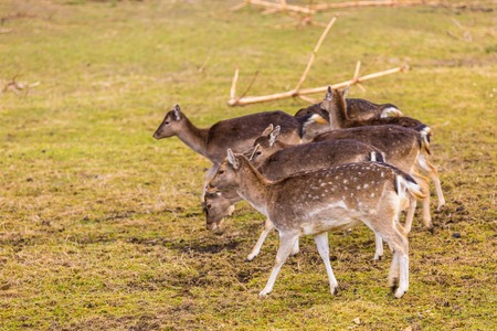 Fallow-deers flock photographed in animal park. Herd of deers does.の写真素材