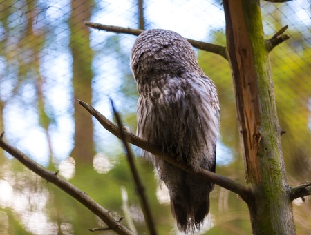 Beatiful Great Grey Owl (Strix nebulosa) portrait. Owl photographed in animal parkの写真素材