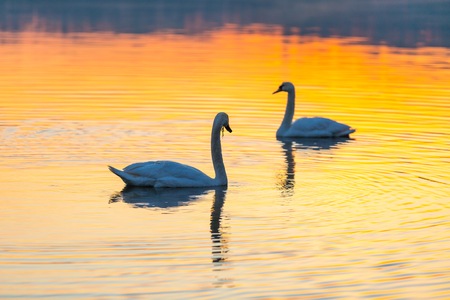 Swan swimming in lake in morning light. Beautiful big bird portraitの写真素材