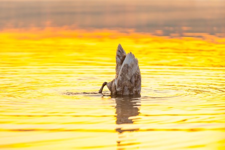 Swan swimming in lake in morning light. Beautiful big bird portraitの写真素材