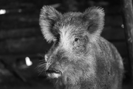 Boar female portrait. Wild pig living in european forest.の写真素材