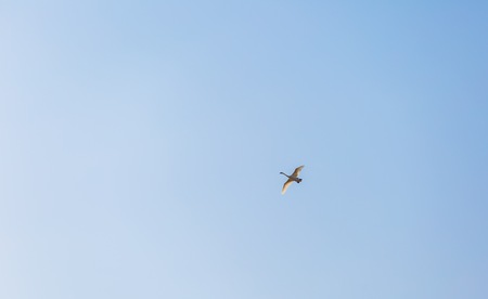 Swan flying on blue sky background. Springtime dayの写真素材