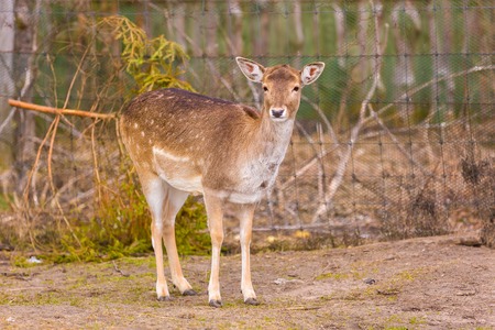 Deer potrait. Female of deer face in close up.の写真素材