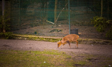 Indian muntjac photographed in animal park. Smallest dear in the world.の写真素材