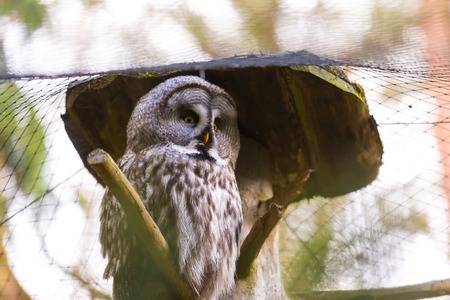 Beatiful Great Grey Owl (Strix nebulosa) portrait. Owl photographed in animal parkの写真素材