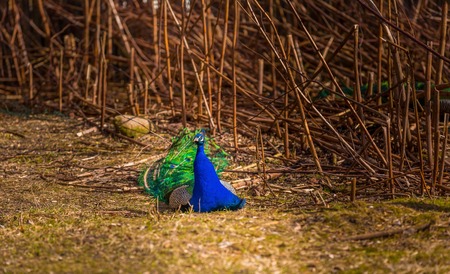Beautiful peacock portrait. Big colorful bird photographed in outdoorの写真素材