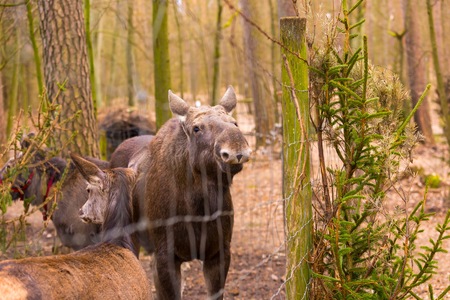 Moose portrait. Moose photographed in animal parkの写真素材