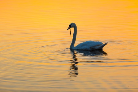 Swan swimming in lake in morning light. Beautiful big bird portraitの写真素材