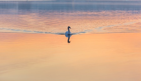 Swan swimming in lake in morning light. Beautiful big bird portraitの写真素材