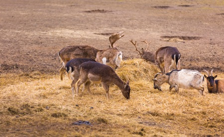 Fallow-deers flock photographed in animal park. Herd of deers does.の写真素材