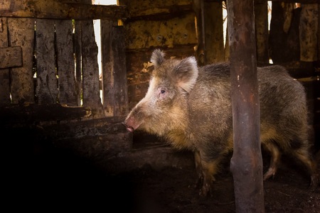 Boar female portrait. Wild pig living in european forest.の写真素材