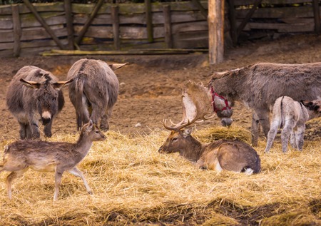 Donkey and fallow-deer group photographed in animal parkの写真素材