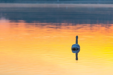 Swan swimming in lake in morning light. Beautiful big bird portraitの写真素材