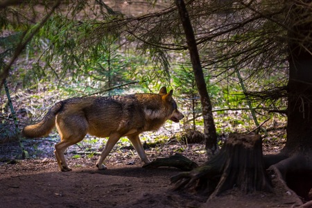 Gray wolf photographed in animal park. Wild wolfの写真素材