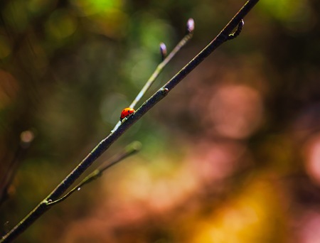 Ladybug walking on spring tree branch. Beautiful insect macro.