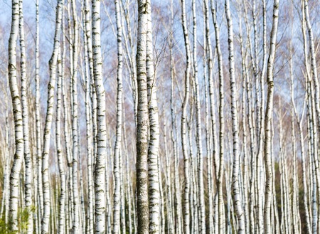 Close up of trunks of birch trees in birch forest. Natural background.