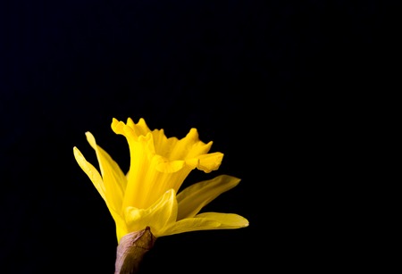 Yellow daffodils on black background. Natural springtime flowersの写真素材
