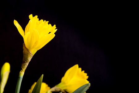 Yellow daffodils on black background. Natural springtime flowersの写真素材