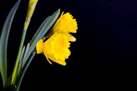 Yellow daffodils on black background. Natural springtime flowers
