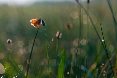 Beautiful butterfly sitting on plant. Insect macro