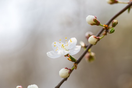 White cherry blossoms. Natural background with spring tree in flowers