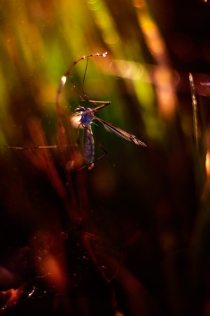 Little bug sitting on plant close up. Insect macroの写真素材