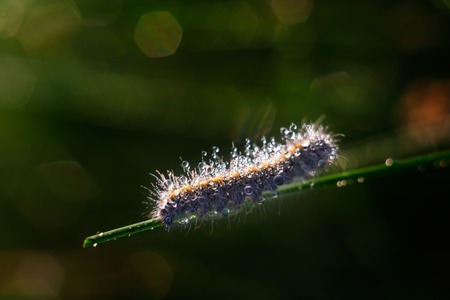Caterpillar sitting on plant leaf. insect macro