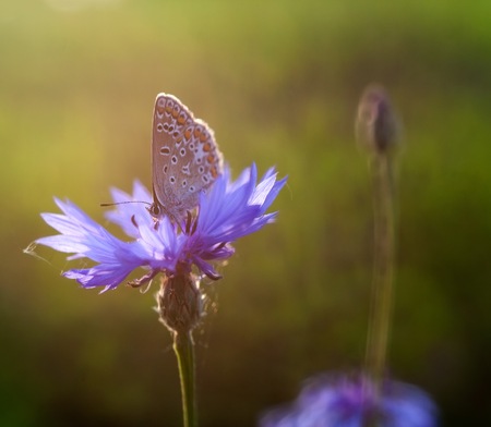 Beautiful butterfly sitting on plant. Insect macroの写真素材
