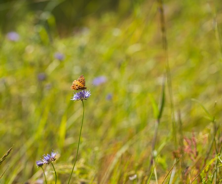 Beautiful butterfly sitting on plant. Insect macroの写真素材