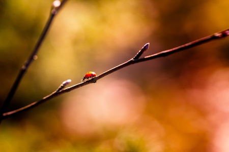 Ladybug walking on spring tree branch. Beautiful insect macro.の写真素材