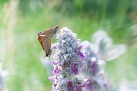 Beautiful butterfly sitting on plant. Insect macroの写真素材