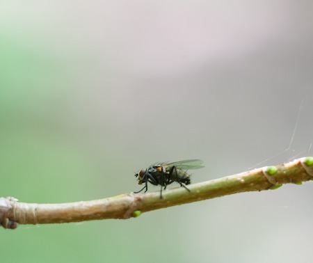 Fly sitting on plant in summertime. Insect macroの写真素材