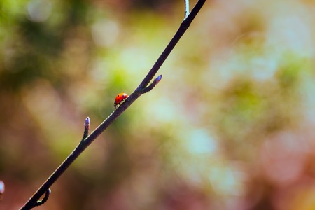 Ladybug walking on spring tree branch. Beautiful insect macro.