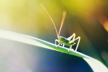 Grasshopper sitting on plant. Close up of insect photographed in nice lightの写真素材