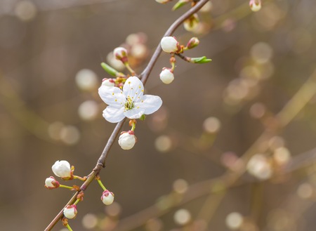 White cherry blossoms. Natural background with spring tree in flowers