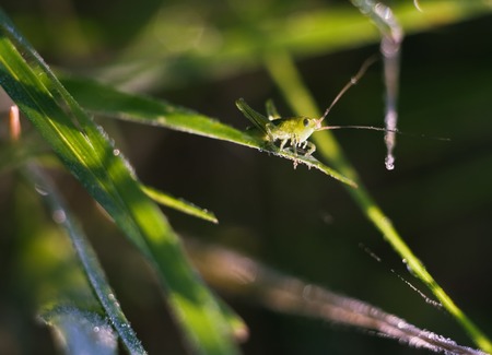 Grasshopper sitting on plant. Close up of insect photographed in nice lightの写真素材